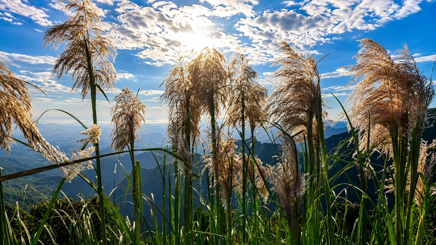 Capim iluminado pelo sol com montanhas ao fundo