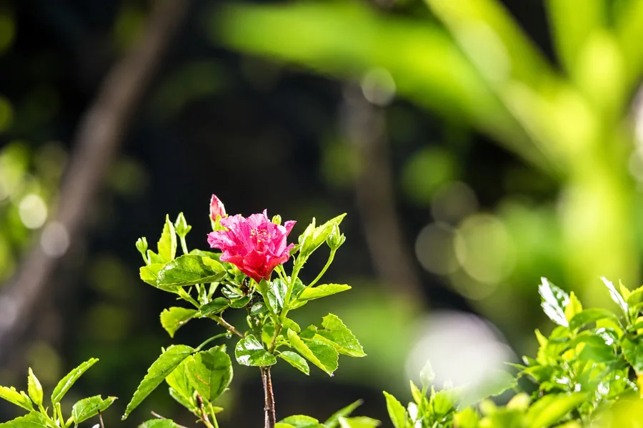 Flor rosa iluminada pelo sol em meio à vegetação