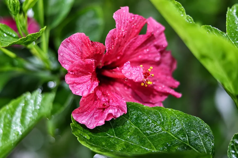 Flor rosa com gotas de água entre folhas verdes