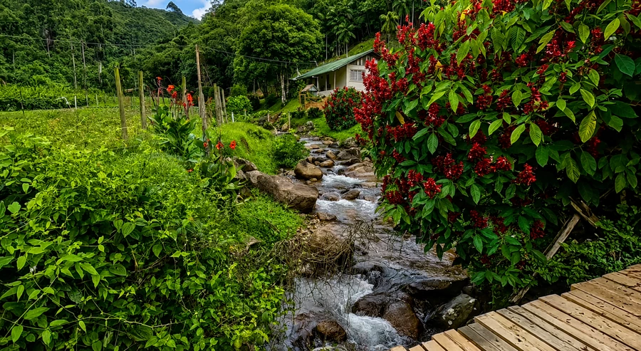 Riacho cercado por vegetação